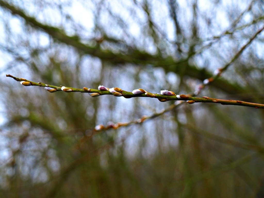 Willow catkins, a nice sign that spring is here. 05.03.14