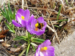 Besøg i krokus